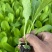 松花菜苗松花菜种苗量大从优量大直供欢迎采购