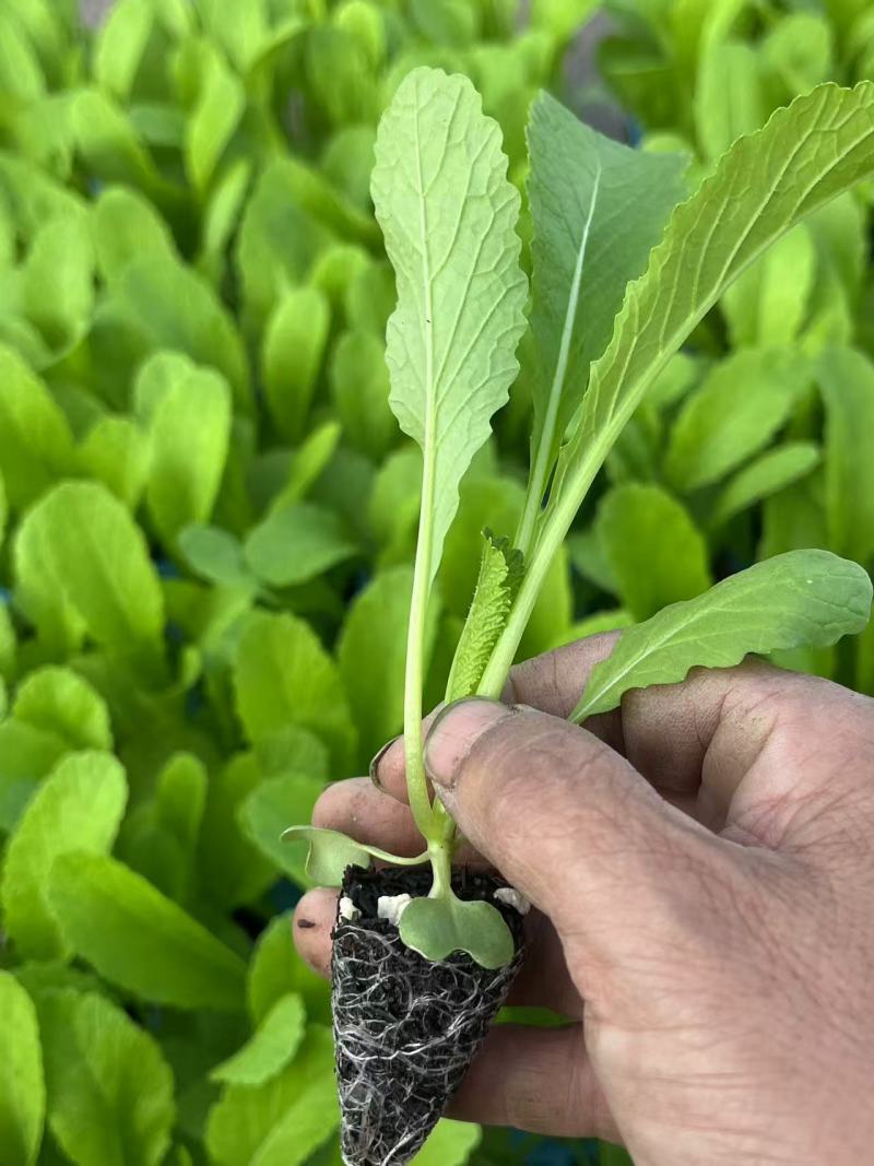 松花菜苗松花菜种苗量大从优量大直供欢迎采购