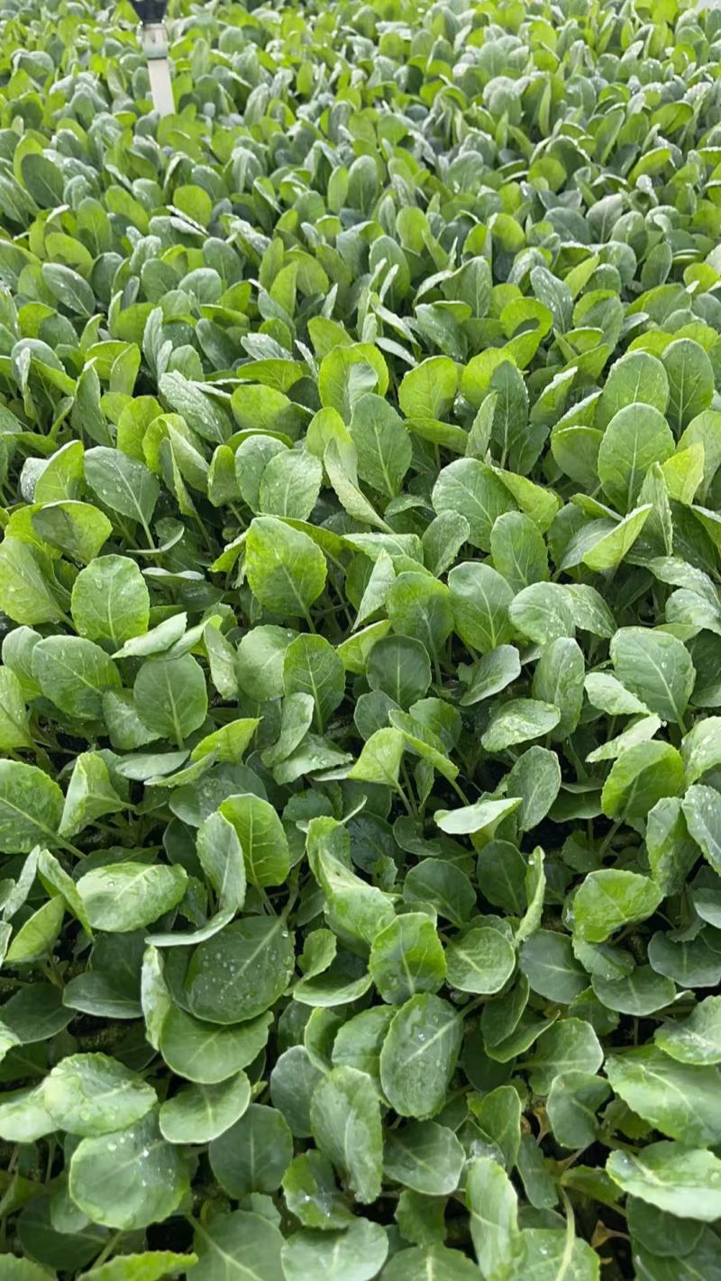 松花菜苗松花菜种苗量大从优量大直供欢迎采购