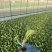 松花菜苗松花菜种苗量大从优量大直供欢迎采购