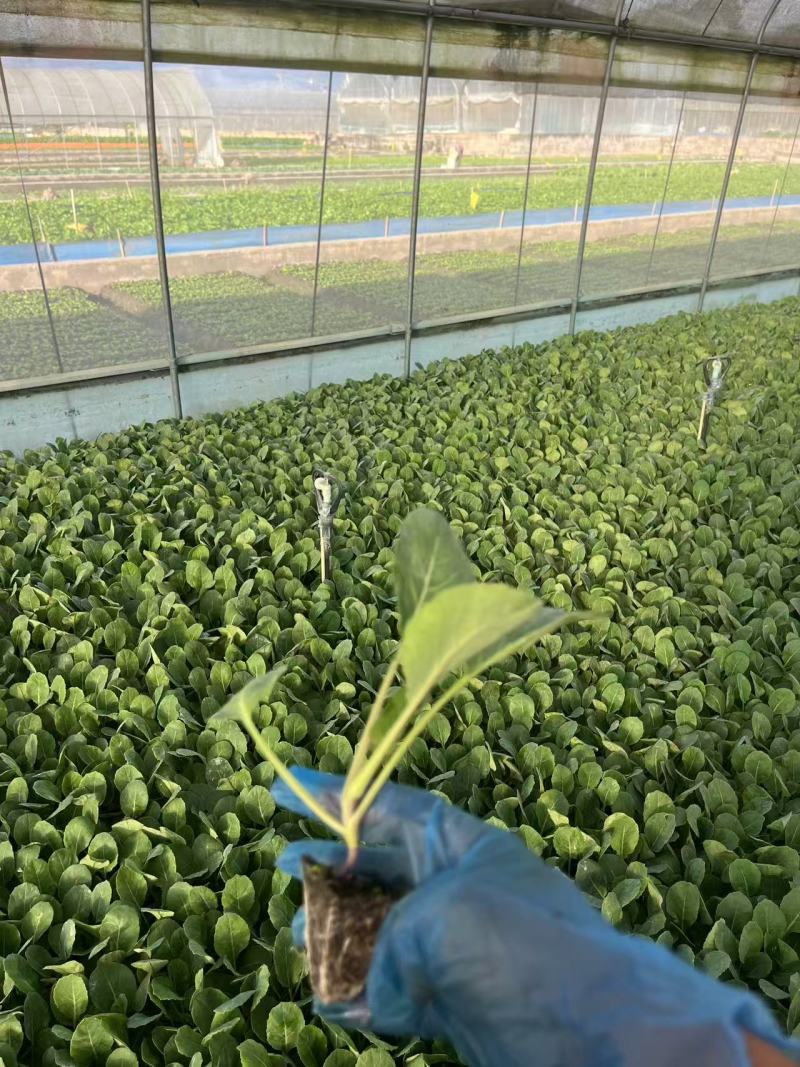 松花菜苗松花菜种苗量大从优量大直供欢迎采购