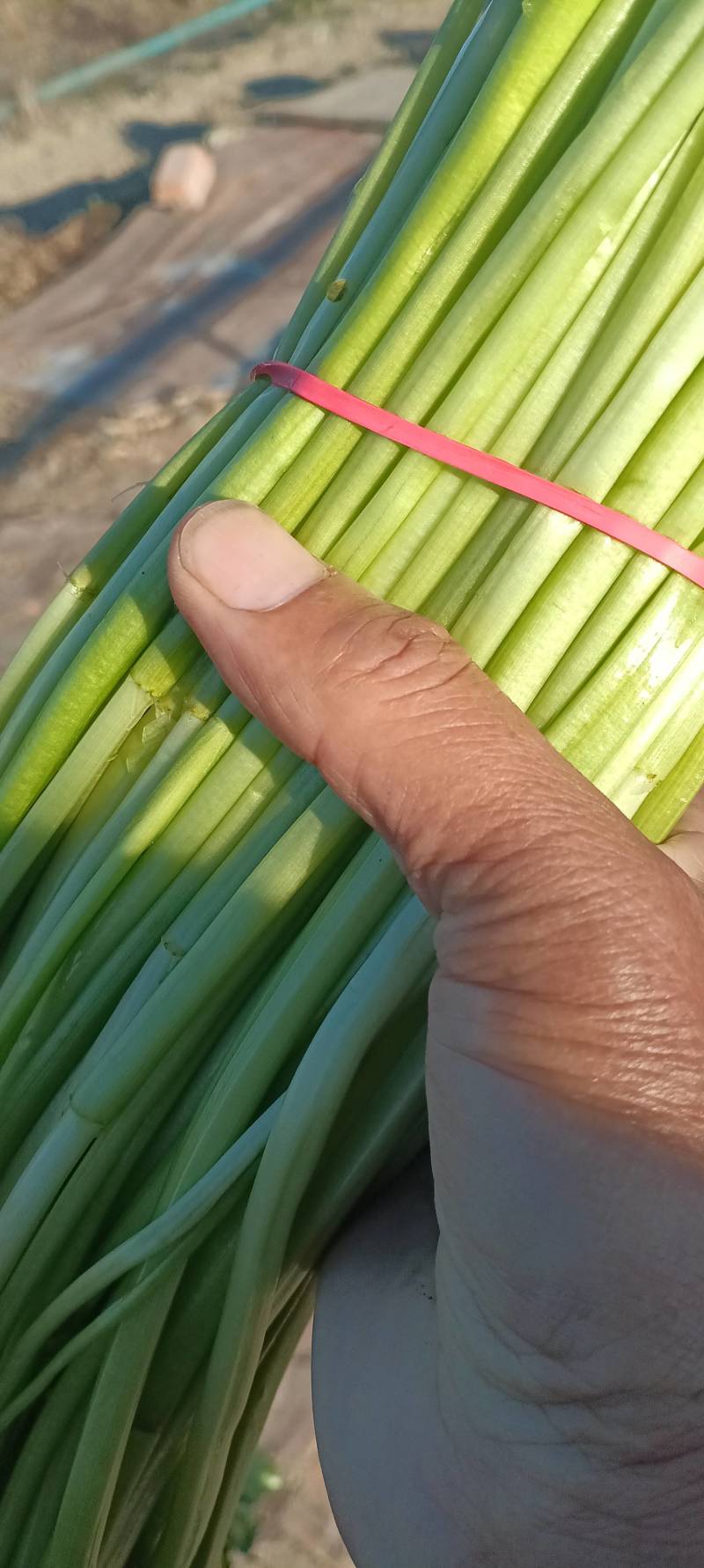 新鲜水芹现摘现发，绿色健康，口感清脆，农家直供，品质保证！