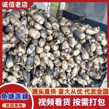 质量精品货了，冲泥浆又大又圆，开始抽大条子藕种预定中