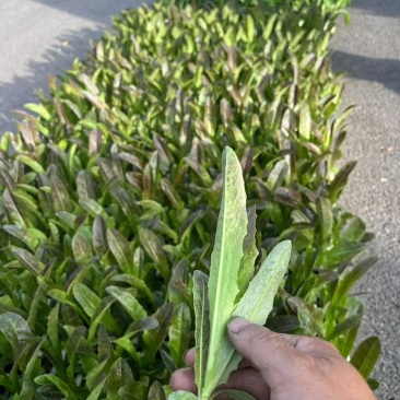莴笋种苗香笋苗种苗基地直供，规格齐全欢迎采购
