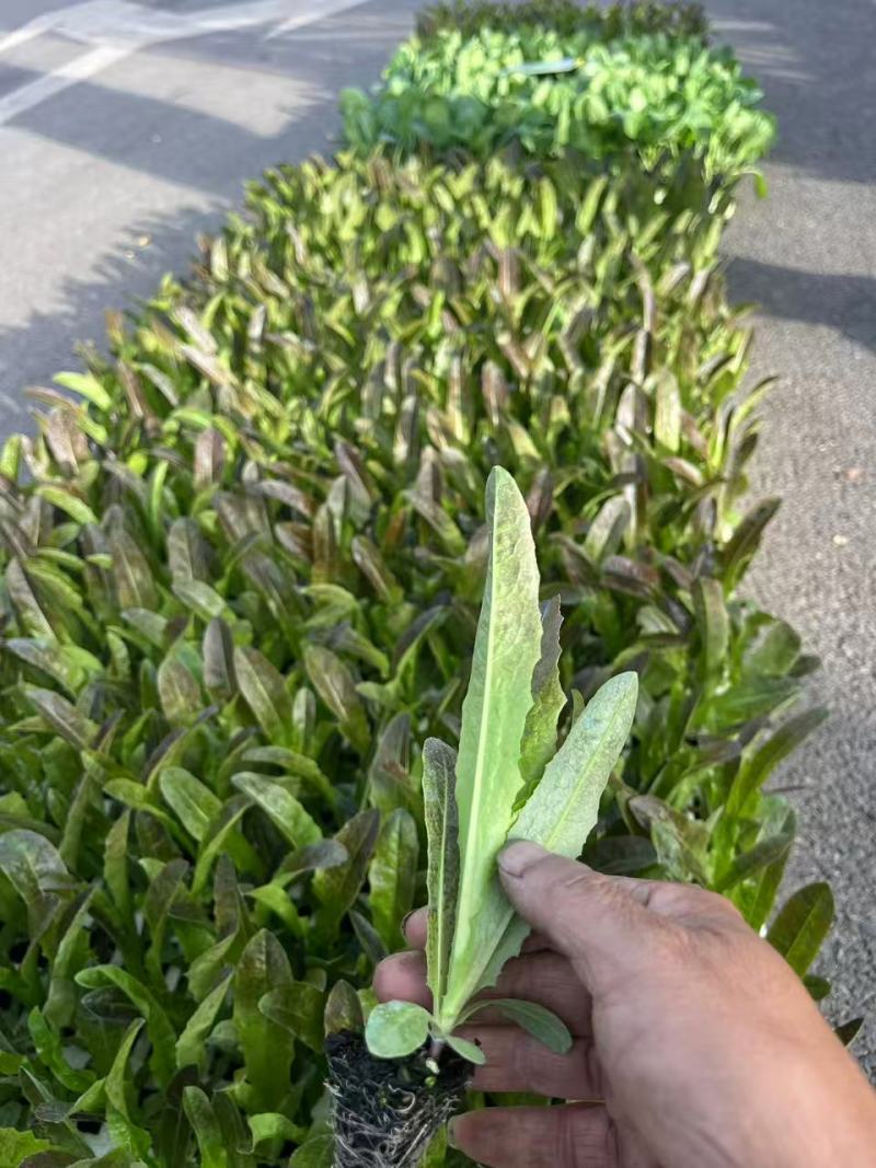 莴笋种苗香笋苗种苗基地直供，规格齐全欢迎采购