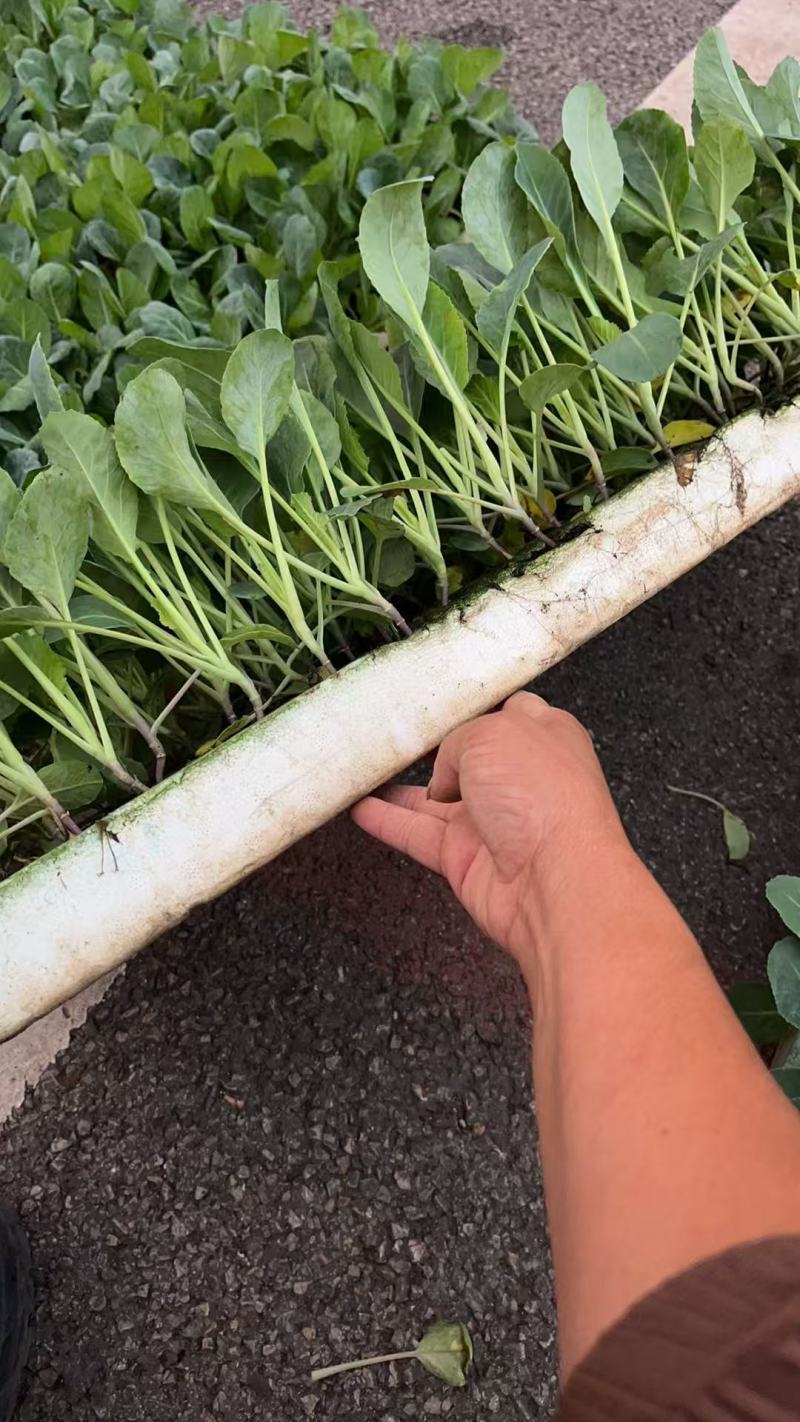 莴笋种苗香笋苗种苗基地直供，规格齐全欢迎采购