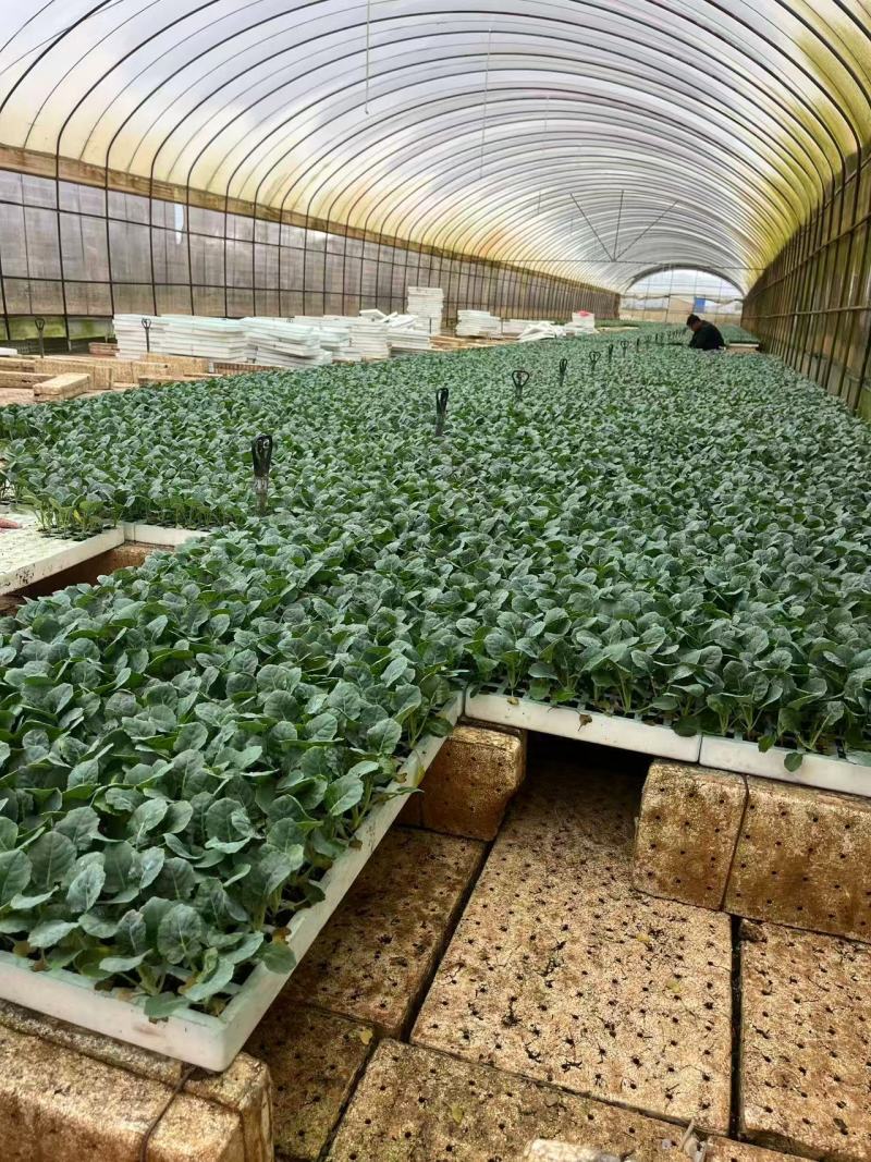 莴笋种苗香笋苗种苗基地直供，规格齐全欢迎采购