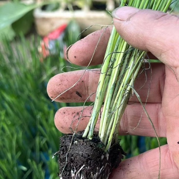 蒜苗种苗规格全质量好基地直供量大从优