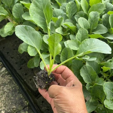 硬叶铁头甘蓝苗甘蓝种苗基地直供，量大从优，欢迎采购
