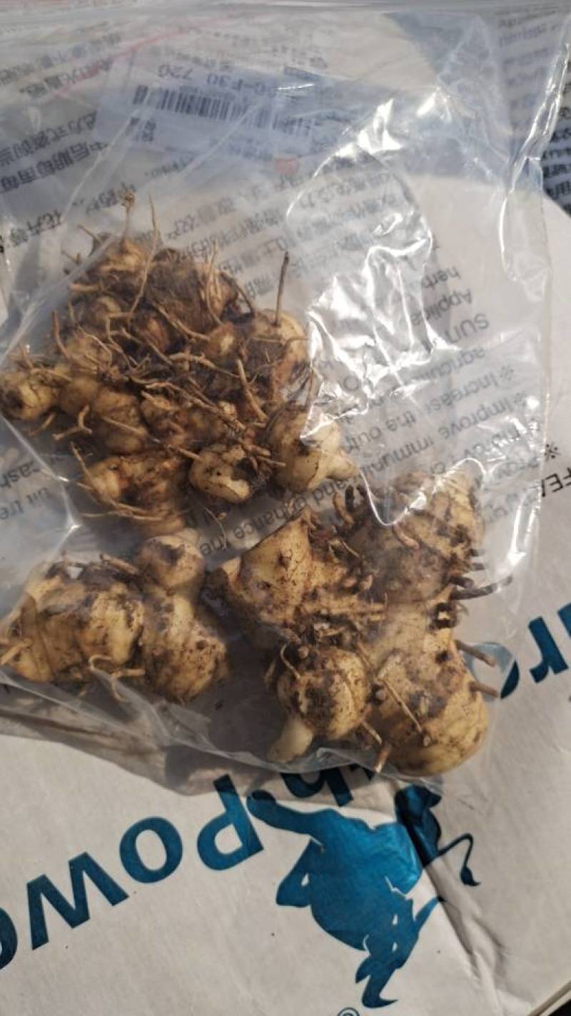 新泰市优质黄精，天然***，滋补养生**