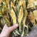 霸王花新货无硫熏七星剑花大货供应诚信经营