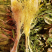 霸王花新货无硫熏七星剑花大货供应诚信经营