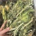 霸王花新货无硫熏七星剑花大货供应诚信经营