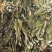 霸王花新货无硫熏七星剑花大货供应诚信经营