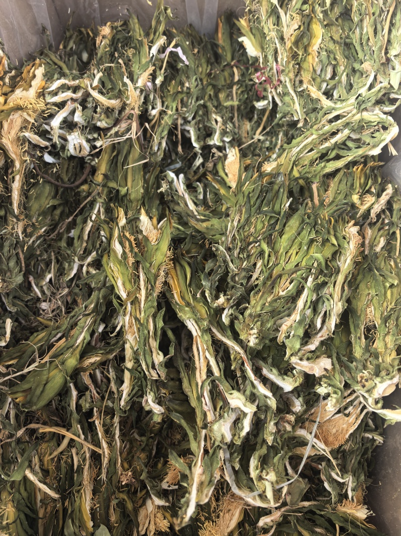 霸王花新货无硫熏七星剑花大货供应诚信经营