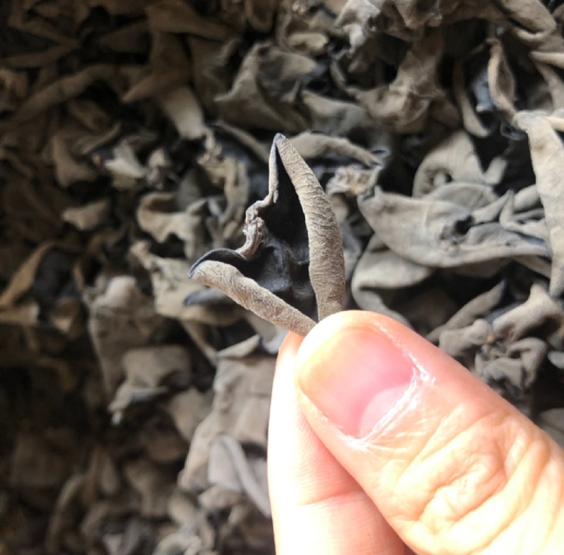 东北精品黑木耳小碗耳价格优惠欢迎采购