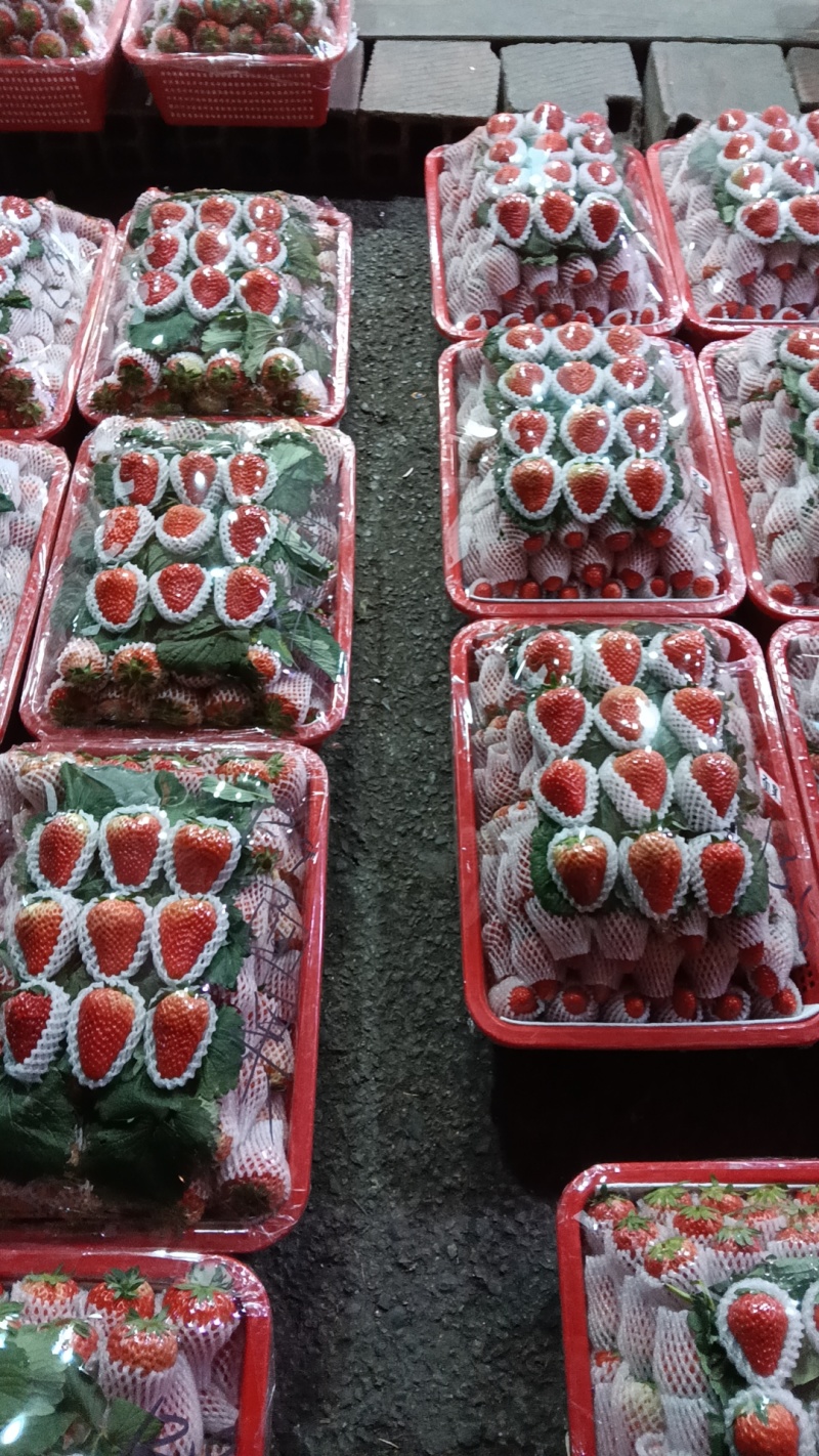 成都红颜巧克力草莓四川产地供货对接批发商超欢迎咨询
