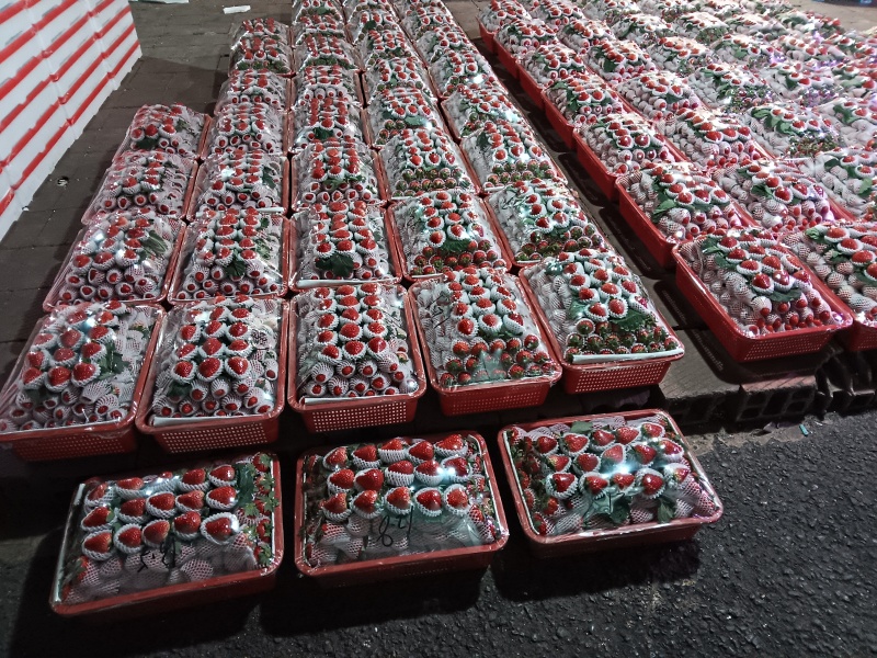 成都红颜巧克力草莓四川产地供货对接批发商超欢迎咨询