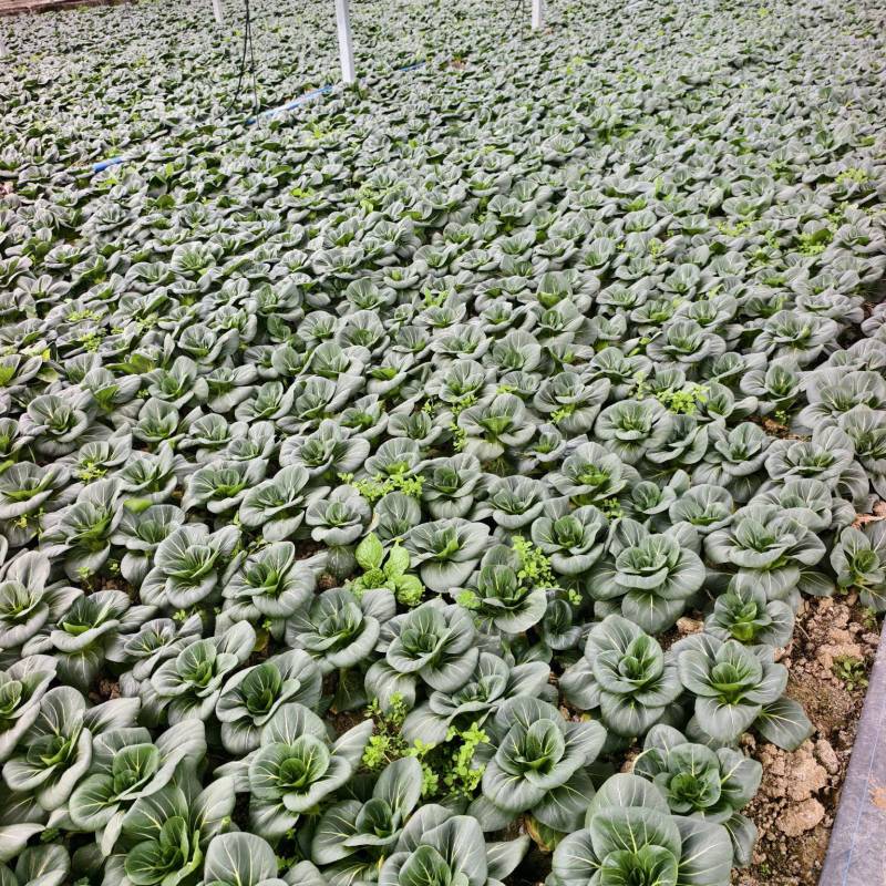 青埂苏州青矮脚菜上市中大量供应市场电商平台