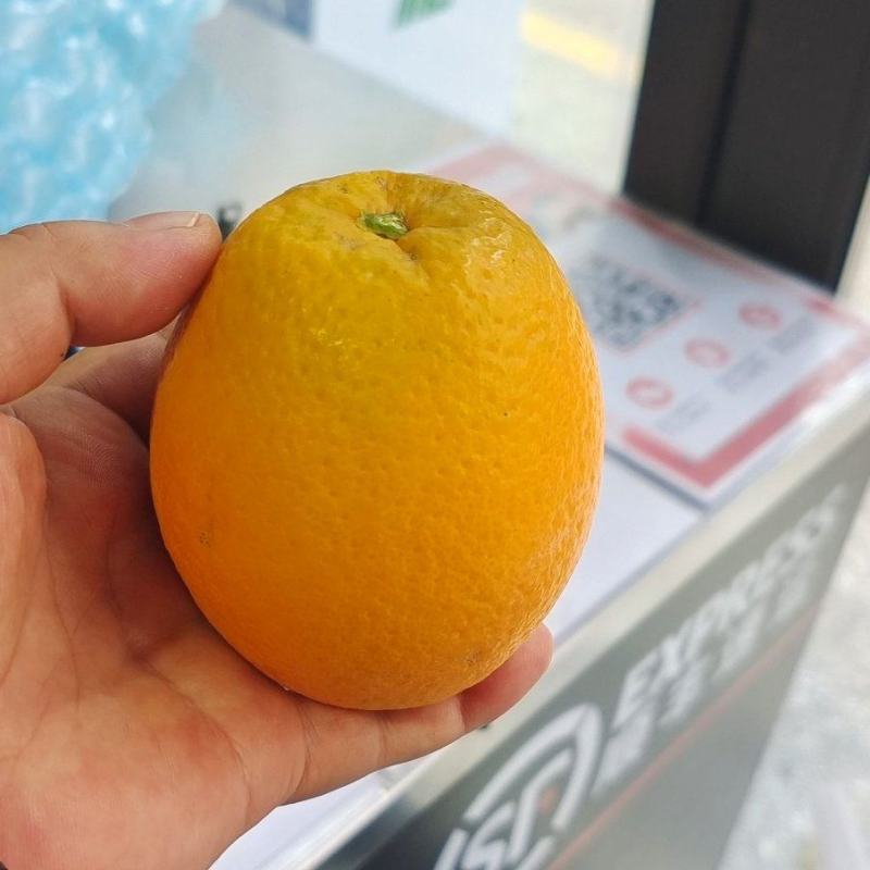 秭归脐橙-纽荷尔脐橙