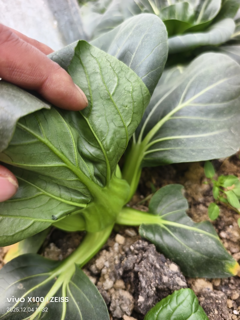 青埂苏州青矮脚菜上市中大量供应市场电商平台