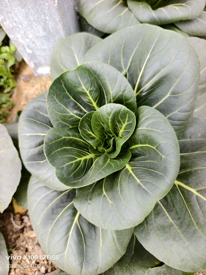 青埂苏州青矮脚菜上市中大量供应市场电商平台