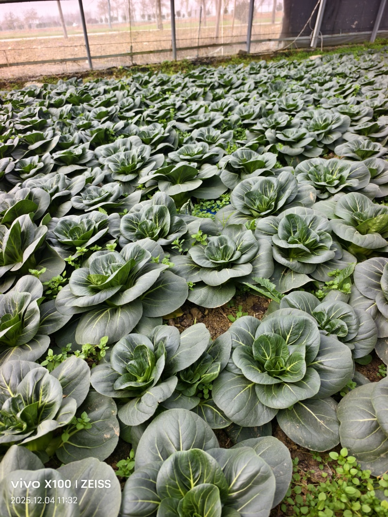 青埂苏州青矮脚菜上市中大量供应市场电商平台