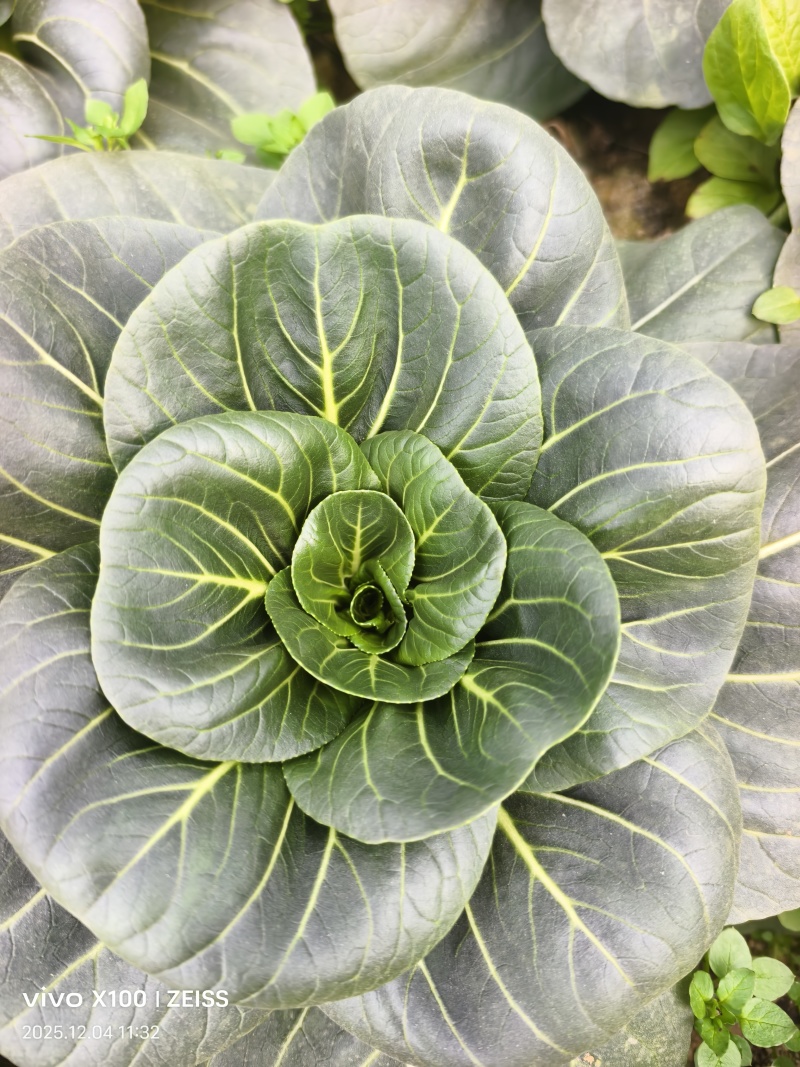 青埂苏州青矮脚菜上市中大量供应市场电商平台