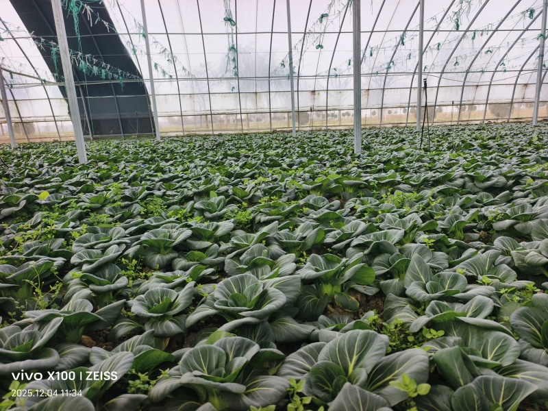 青埂苏州青矮脚菜上市中大量供应市场电商平台