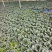 青埂苏州青矮脚菜上市中大量供应市场电商平台