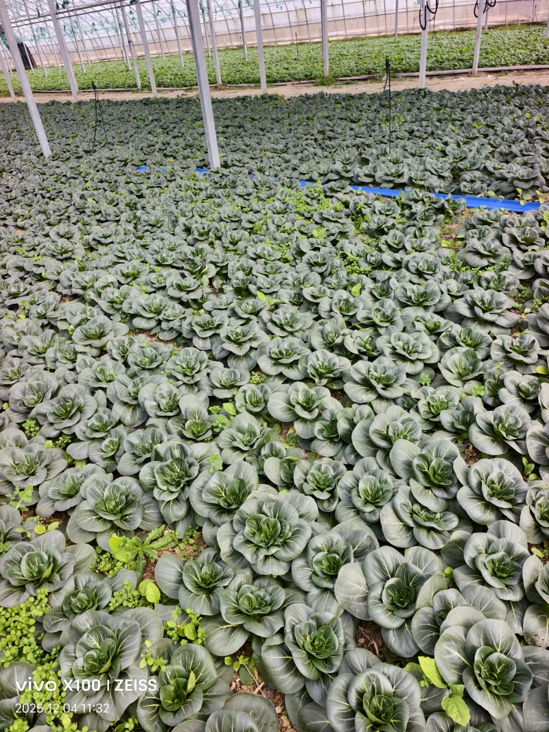 青埂苏州青矮脚菜上市中大量供应市场电商平台