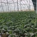 青埂苏州青矮脚菜上市中大量供应市场电商平台