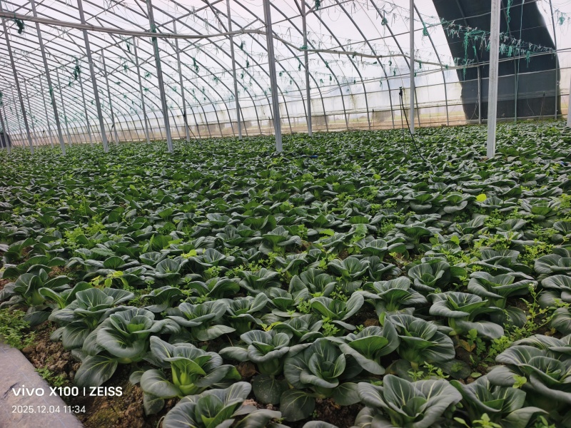 青埂苏州青矮脚菜上市中大量供应市场电商平台