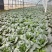 青埂苏州青矮脚菜上市中大量供应市场电商平台