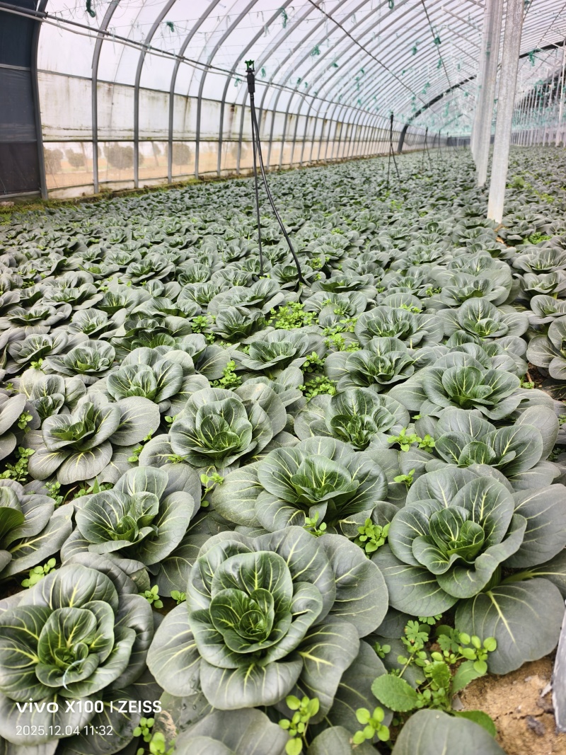 青埂苏州青矮脚菜上市中大量供应市场电商平台