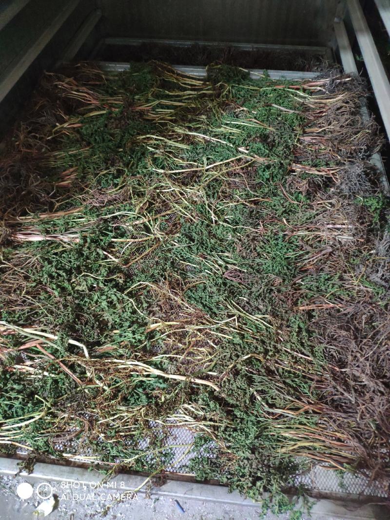 大别山野生阴地蕨，一朵云小春花蛇不见