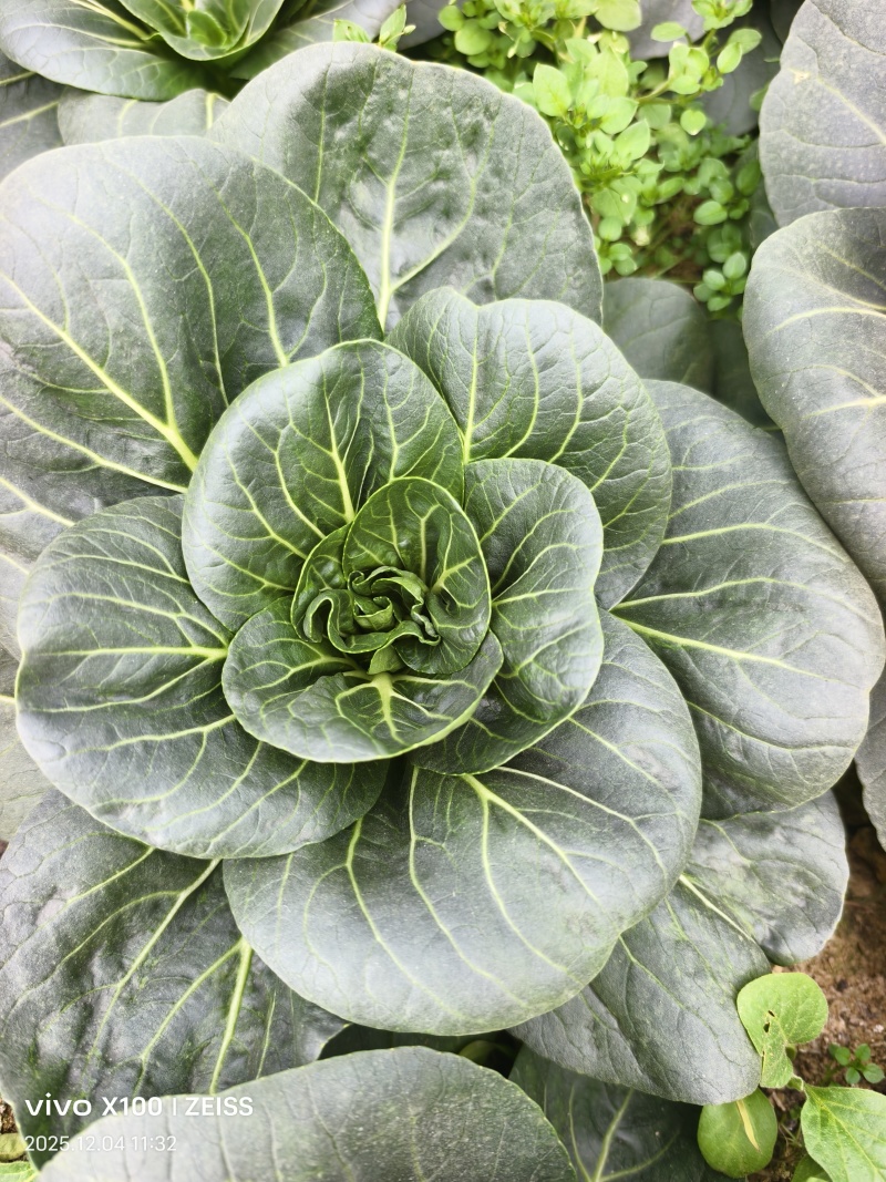 青埂苏州青矮脚菜上市中大量供应市场电商平台