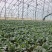 青埂苏州青矮脚菜上市中大量供应市场电商平台