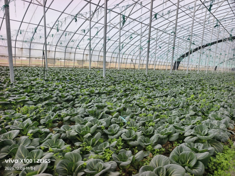 青埂苏州青矮脚菜上市中大量供应市场电商平台