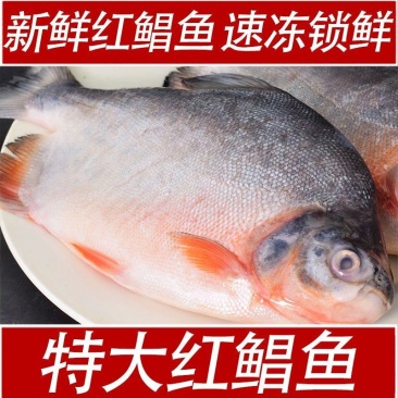 红鲳鱼批发鲜活新鲜冷冻一整箱昌鱼大鲳鱼鲜活速冻