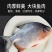红鲳鱼批发鲜活新鲜冷冻一整箱昌鱼大鲳鱼鲜活速冻