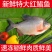 红鲳鱼批发鲜活新鲜冷冻一整箱昌鱼大鲳鱼鲜活速冻