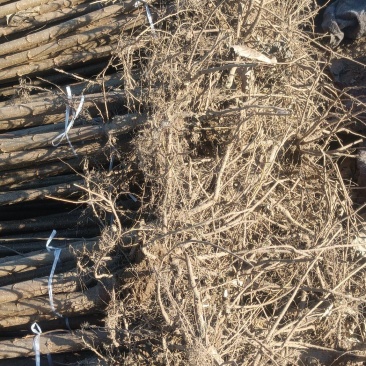 杨树苗速生杨107大量供应中，基地直发，质量保证。