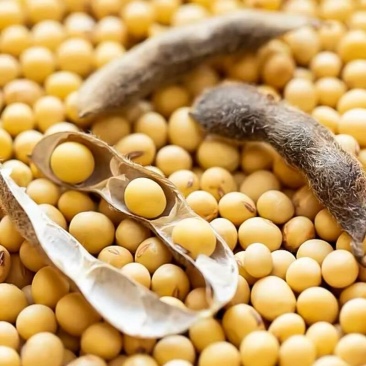 黄豆粒水分百分之九可做豆腐榨油发豆芽做豆浆全国发货