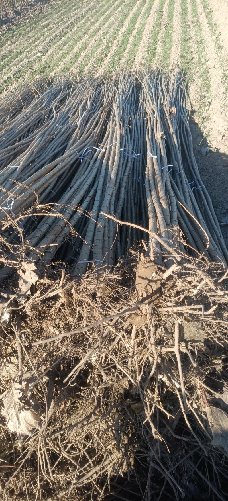 杨树苗速生杨107大量供应中，基地直发，质量保证。