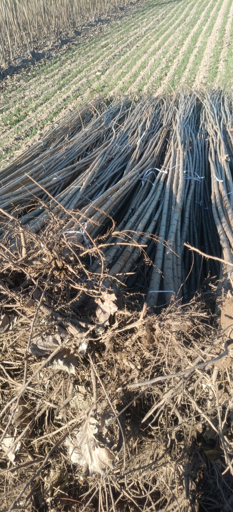 杨树苗速生杨107大量供应中，基地直发，质量保证。