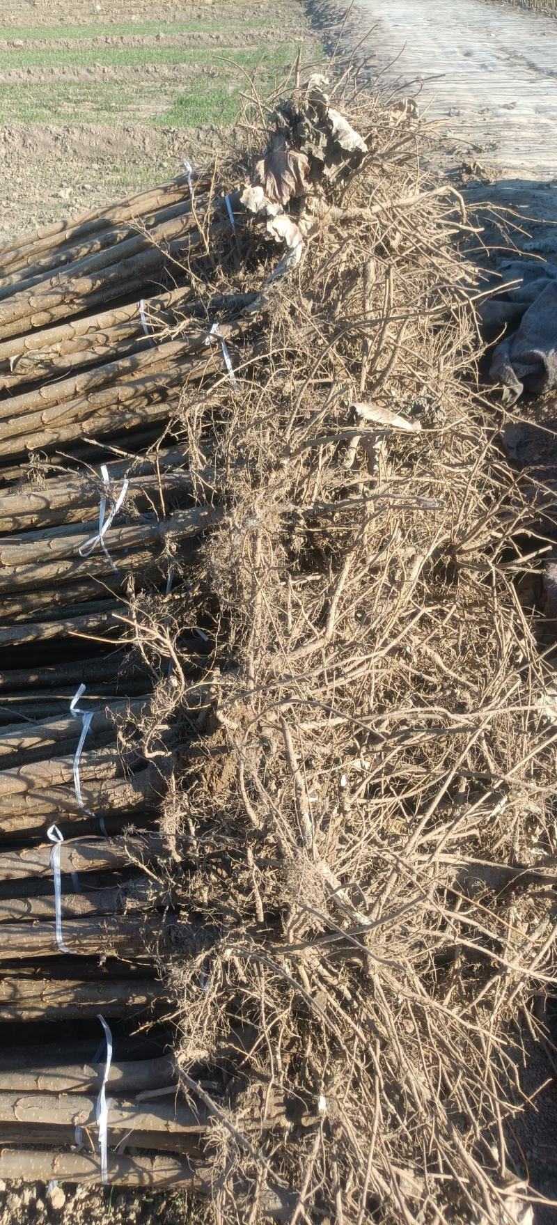 杨树苗速生杨107大量供应中，基地直发，质量保证。