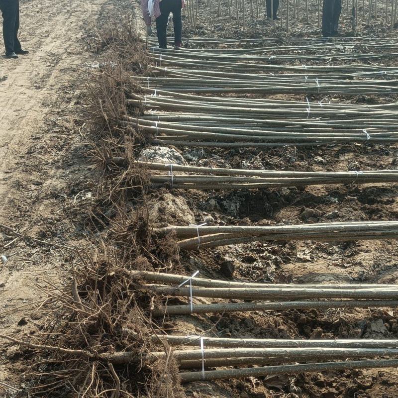 杨树苗速生杨107大量供应中，基地直发，质量保证。