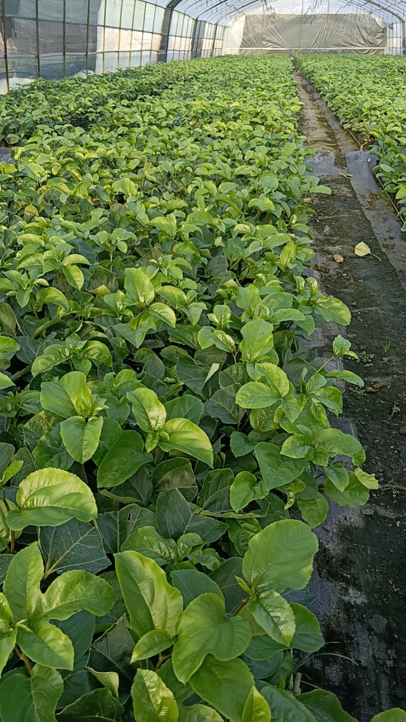 广西临桂钦密9号黄金百香果苗，一手货源，欢迎采购
