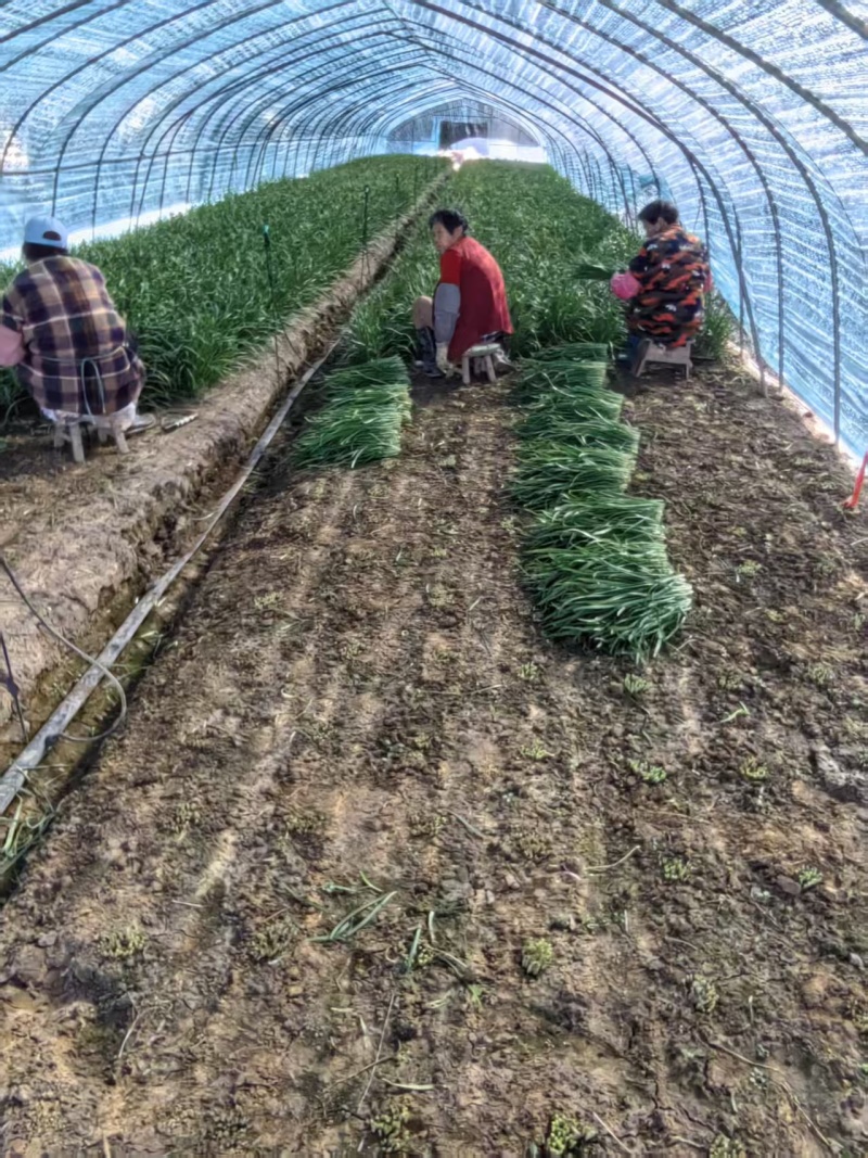 江苏韭菜精品韭菜基地一手货源对接电商市场商超